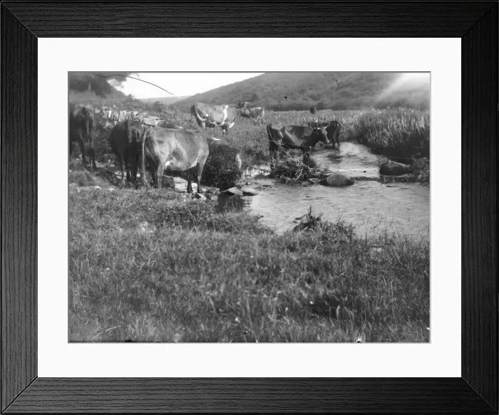 Framed Print : Cattle drinking at Solva, Pembrokeshire, South Wales Framed Print : Cattle drinking at Solva, Pembrokeshire, South Wales