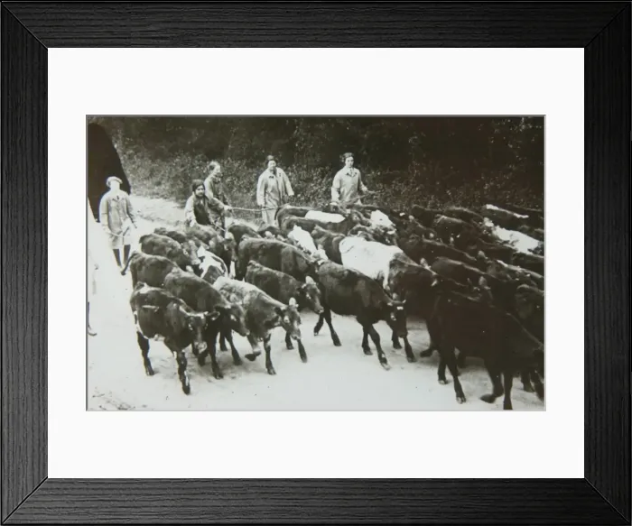 Framed Print : Landgirls leading cattle to market Framed Print : Landgirls leading cattle to market