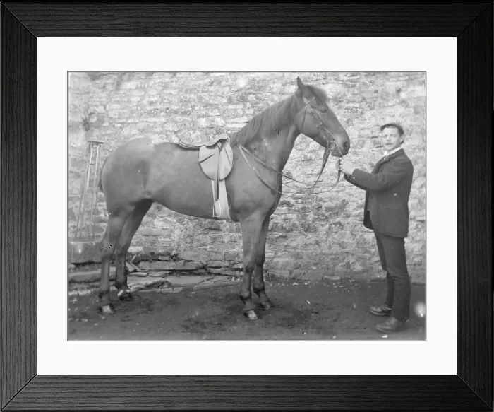 Framed Print : Groom with saddled stallion, Mid Wales Framed Print : Groom with saddled stallion, Mid Wales