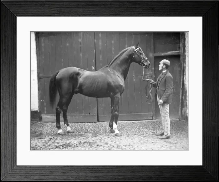 Framed Print : Groom with stallion, Mid Wales Framed Print : Groom with stallion, Mid Wales