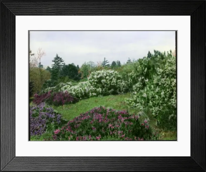 Framed Print : Heather garden at Brockhurst, near Newbury, Berkshire Framed Print : Heather garden at Brockhurst, near Newbury, Berkshire