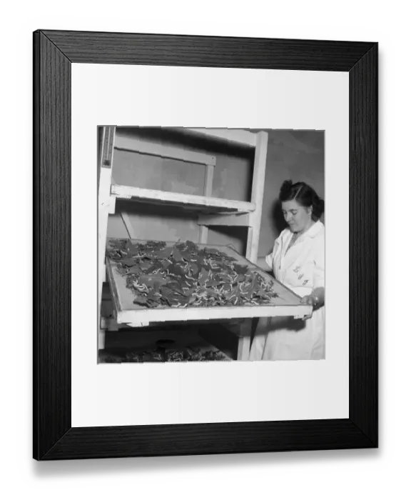 Framed Print : Feeding silk worms