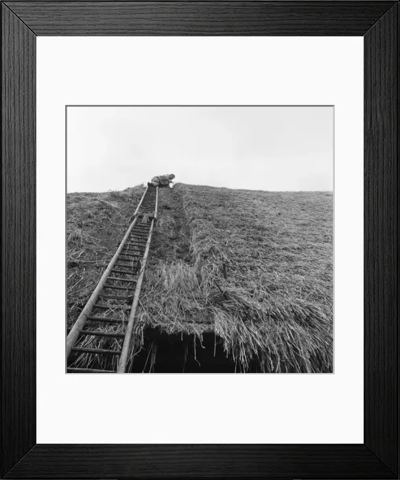 Framed Print : Thatcher, Sidney Chun, thatching a roof at Marlborough Framed Print : Thatcher, Sidney Chun, thatching a roof at Marlborough