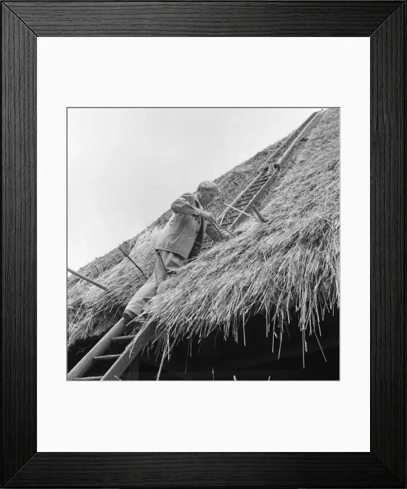 Framed Print : Thatcher, Sidney Chun - thatching a roof at Marlborough Framed Print : Thatcher, Sidney Chun - thatching a roof at Marlborough