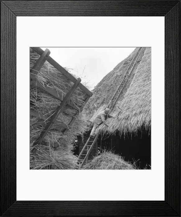 Framed Print : Thatcher, Sidney Chun - thatching a roof at Marlborough Framed Print : Thatcher, Sidney Chun - thatching a roof at Marlborough