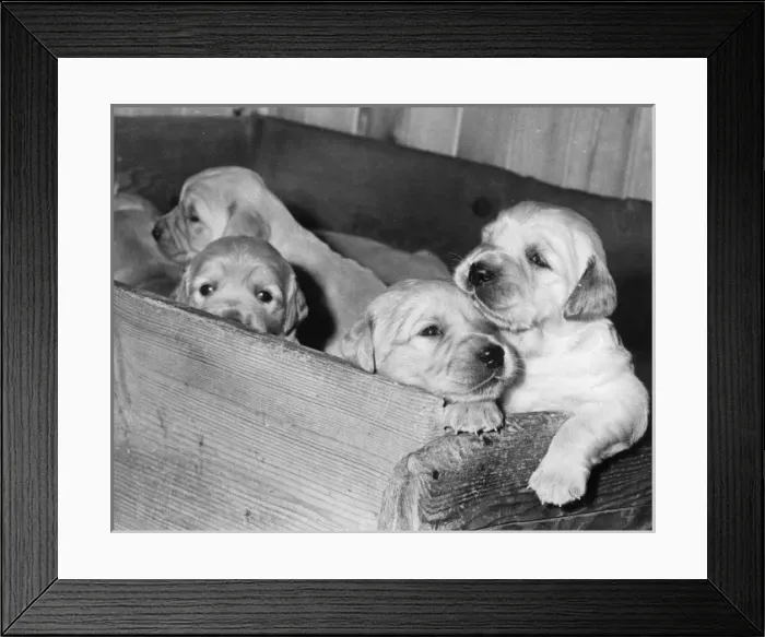 Framed Print : Four labrador puppies in a wooden box Framed Print : Four labrador puppies in a wooden box