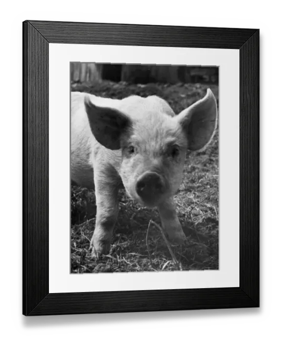 Framed Print : A piglet gazes into the camera Framed Print : A piglet gazes into the camera