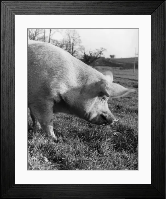 Framed Print : A pig in a field Framed Print : A pig in a field