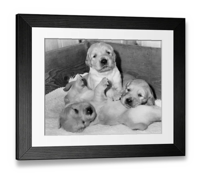 Framed Print : Three labrador puppies in a wooden box Framed Print : Three labrador puppies in a wooden box