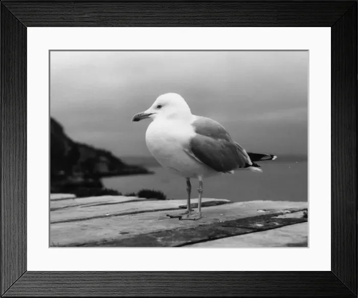 Framed Print : Herring gull on a wall, Brixham, Devon Framed Print : Herring gull on a wall, Brixham, Devon
