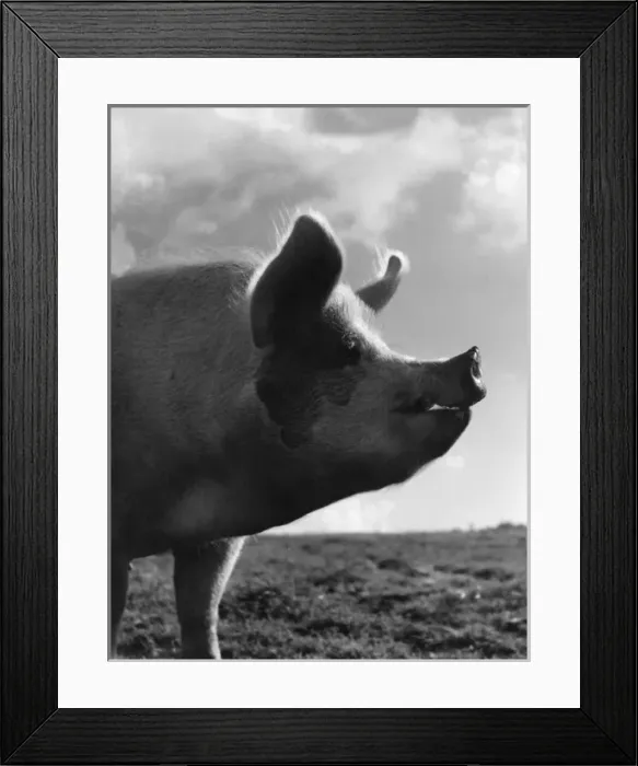 Framed Print : A pig silhouetted against the sky Framed Print : A pig silhouetted against the sky