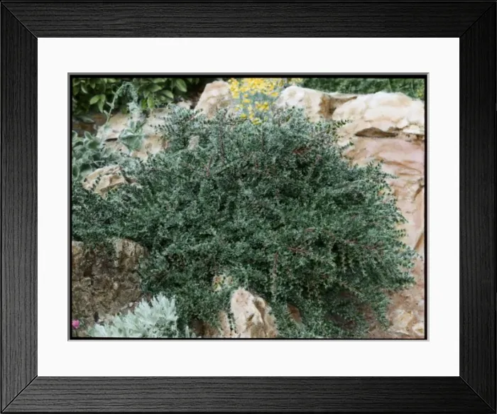 Framed Print : Cotoneaster Horizontalis Framed Print : Cotoneaster Horizontalis
