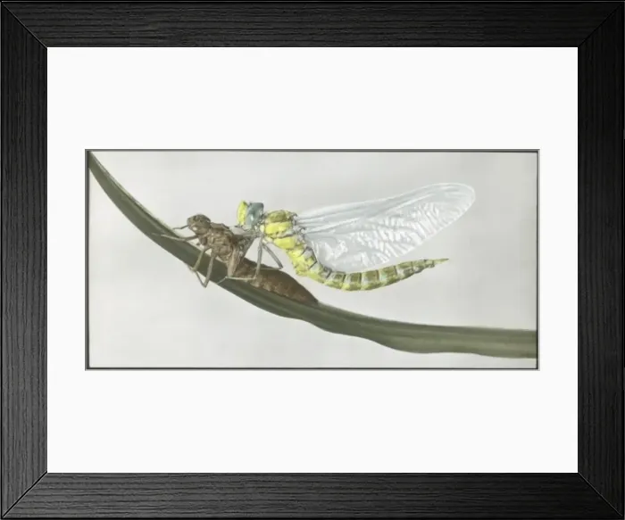 Framed Print : Dragonfly (Aeshna Cyanea) emerged from exuvia Framed Print : Dragonfly (Aeshna Cyanea) emerged from exuvia