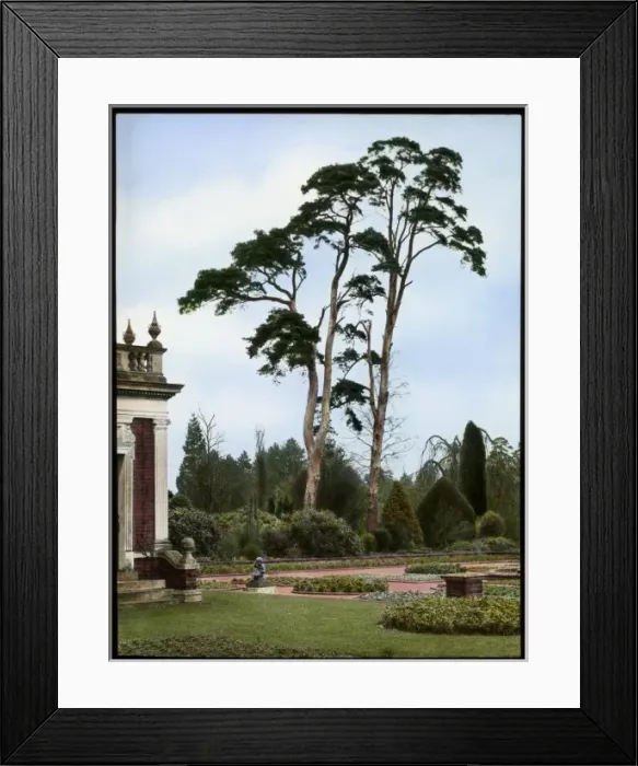 Framed Print : Scots Pines at Aldenham House, Hertfordshire Framed Print : Scots Pines at Aldenham House, Hertfordshire