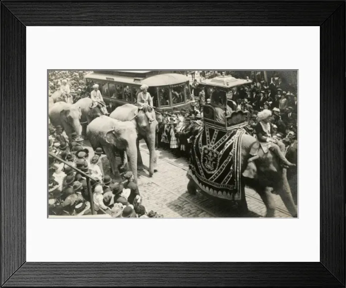 Framed Print : Circus elephants on parrade down a street in Washington D. C Framed Print : Circus elephants on parrade down a street in Washington D. C