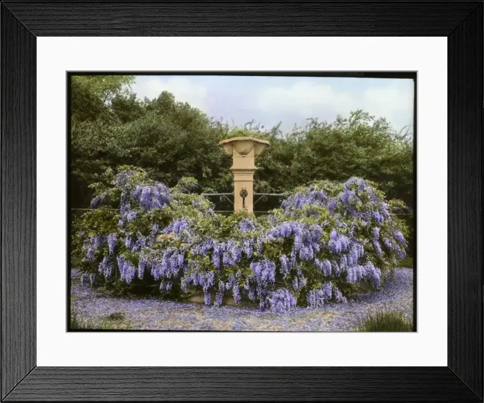 Framed Print : Fountain and Wisteria at Paddockhurst, West Sussex Framed Print : Fountain and Wisteria at Paddockhurst, West Sussex