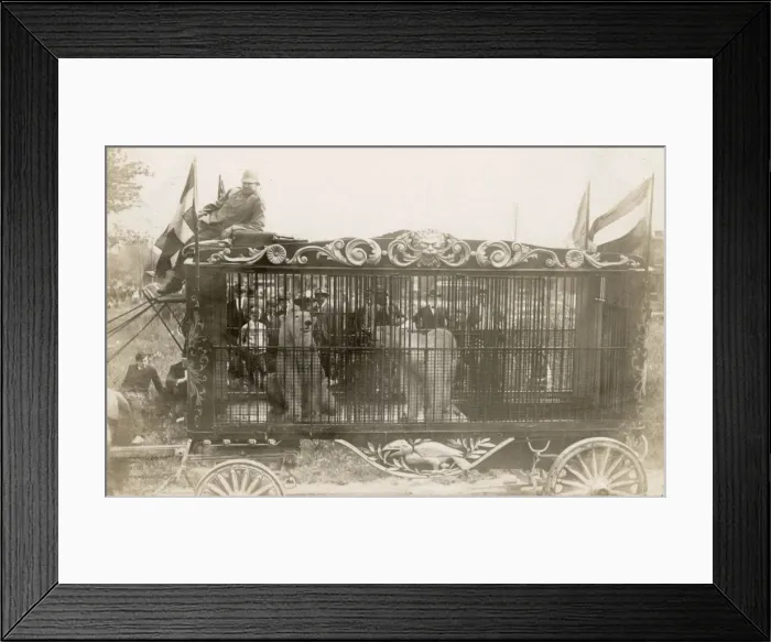 Framed Print : Polar bears in a cage at Washington D. C. circus Framed Print : Polar bears in a cage at Washington D. C. circus