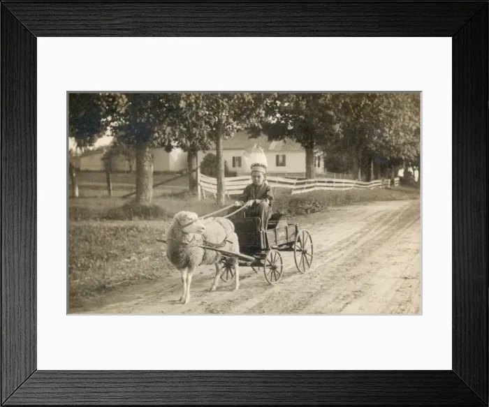 Framed Print : A boy in a custom made cart, drawn by a pet sheep Framed Print : A boy in a custom made cart, drawn by a pet sheep