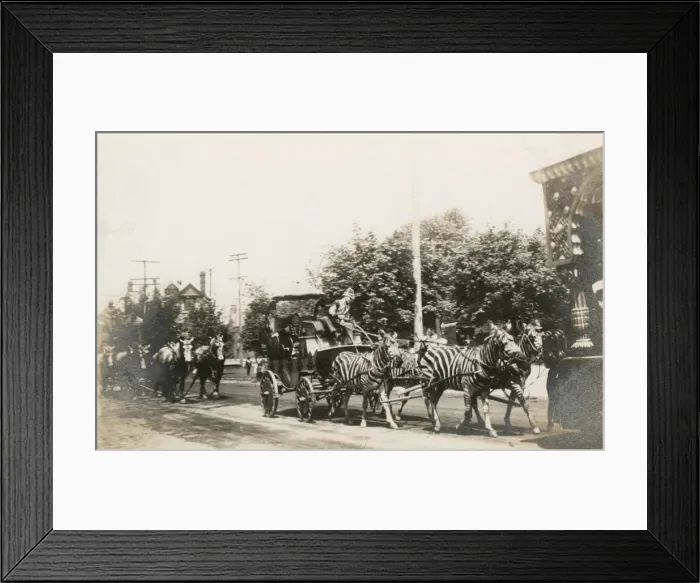 Framed Print : Circus zebras pulling a wagon in a street in America Framed Print : Circus zebras pulling a wagon in a street in America