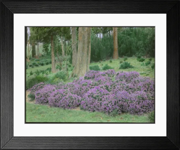 Framed Print : Heather at Gravetye Manor, near East Grinstead, Sussex Framed Print : Heather at Gravetye Manor, near East Grinstead, Sussex