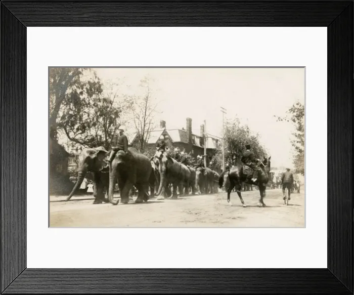 Framed Print : Circus elephants on parrade down a street in Washington D. C Framed Print : Circus elephants on parrade down a street in Washington D. C