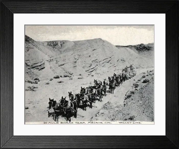 Framed Print : Twenty mule Borax team, Mojave, California