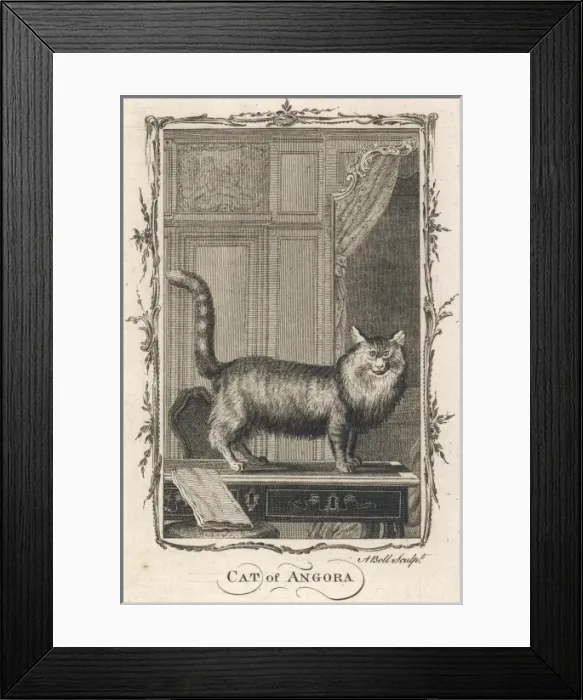 Framed Print : Cat of Angora Framed Print : Cat of Angora