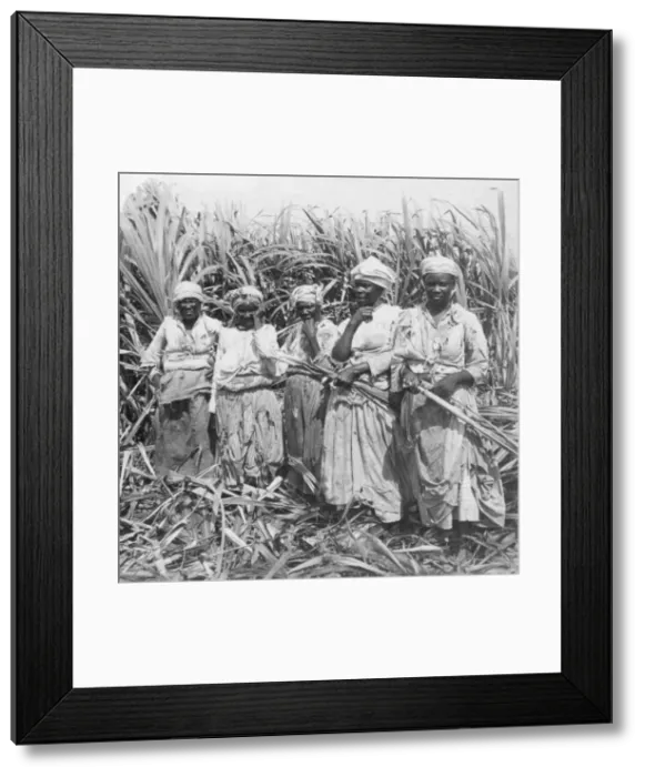 Framed Print : Cutting sugar cane, Montego, Jamaica Framed Print : Cutting sugar cane, Montego, Jamaica