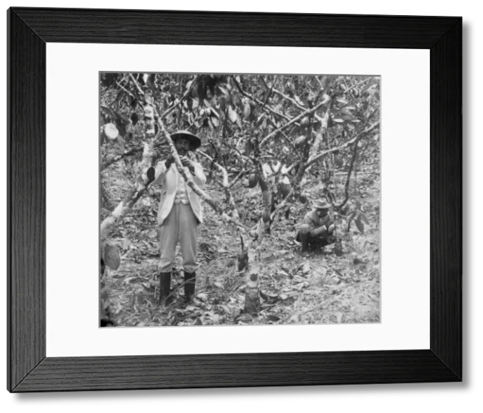 Framed Print : Two workers picking cocoa pods, Jamaica Framed Print : Two workers picking cocoa pods, Jamaica