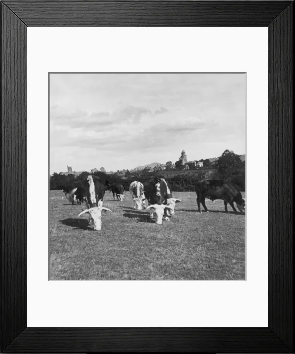 Framed Print : Cattle grazing in a field Framed Print : Cattle grazing in a field