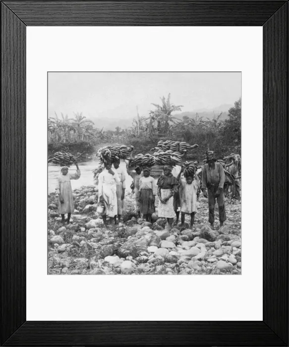 Framed Print : Workers harvesting banana crop, Jamaica Framed Print : Workers harvesting banana crop, Jamaica