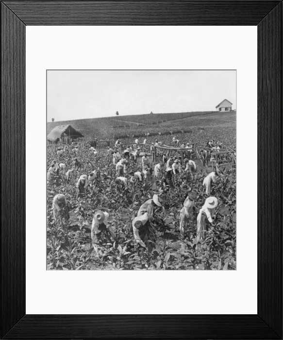 Framed Print : Picking tobacco, Montpellier, Jamaica Framed Print : Picking tobacco, Montpellier, Jamaica