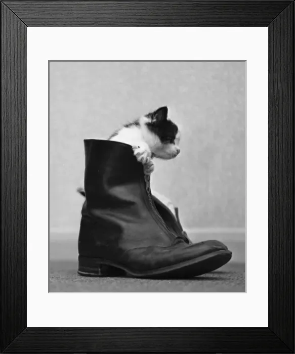 Framed Print : Kitten emerging from a leather boot Framed Print : Kitten emerging from a leather boot