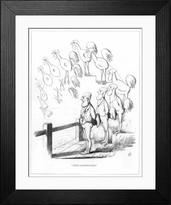 Framed Print : Origin Species, CH Bennett, man on holiday - cock