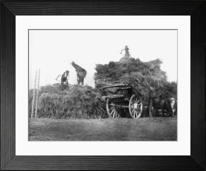 Framed Print : Harvest - Gathering the Hay Framed Print : Harvest - Gathering the Hay