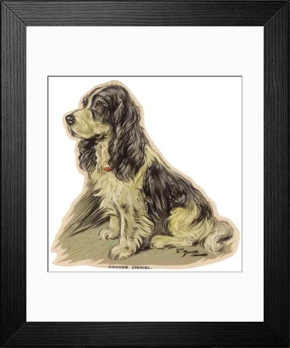 Framed Print : Dogs, Cocker Spaniel, Dawson Framed Print : Dogs, Cocker Spaniel, Dawson