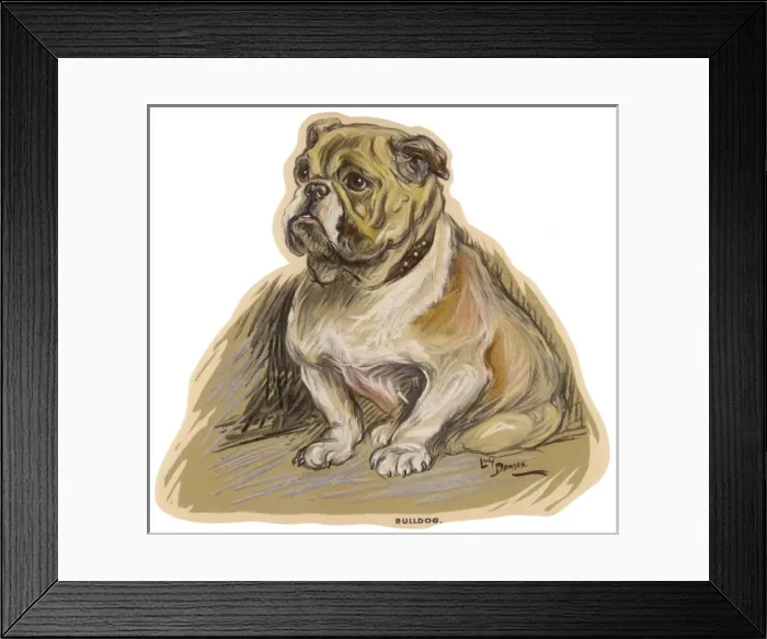 Framed Print : Dogs, Bulldog Dawson Framed Print : Dogs, Bulldog Dawson