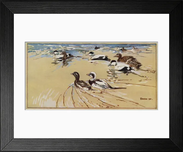 Framed Print : Ducks in Lindisfarne