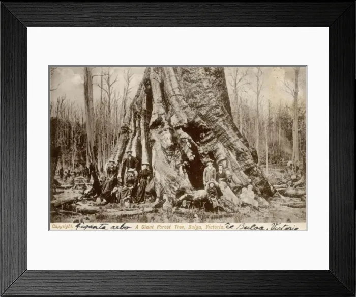 Framed Print : Balga, Australia Framed Print : Balga, Australia