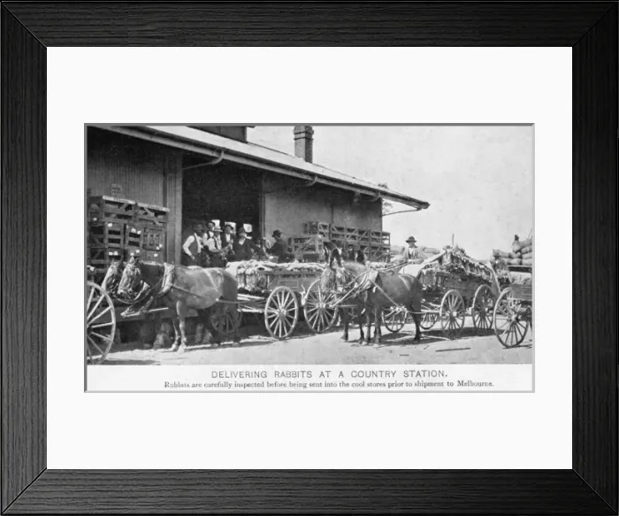 Framed Print : Australian rabbit farming Framed Print : Australian rabbit farming