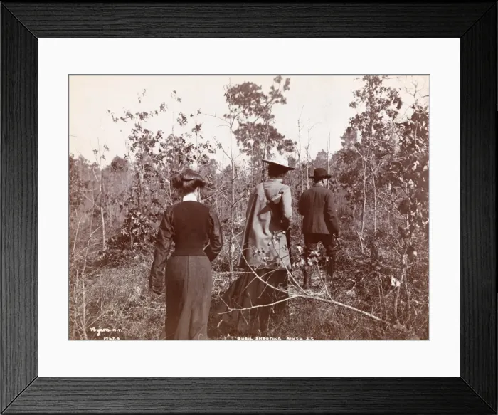 Framed Print : Quail Shooting Framed Print : Quail Shooting
