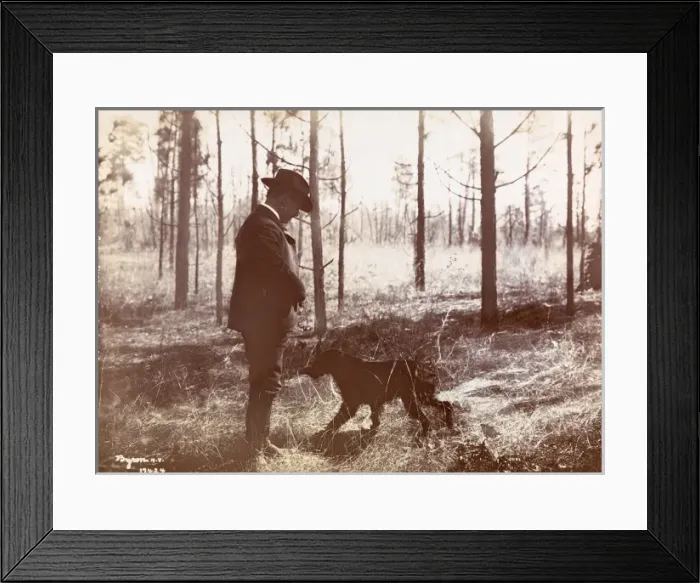 Framed Print : Quail Shooting Framed Print : Quail Shooting
