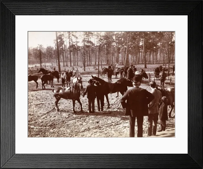 Framed Print : Park in the Pines Framed Print : Park in the Pines