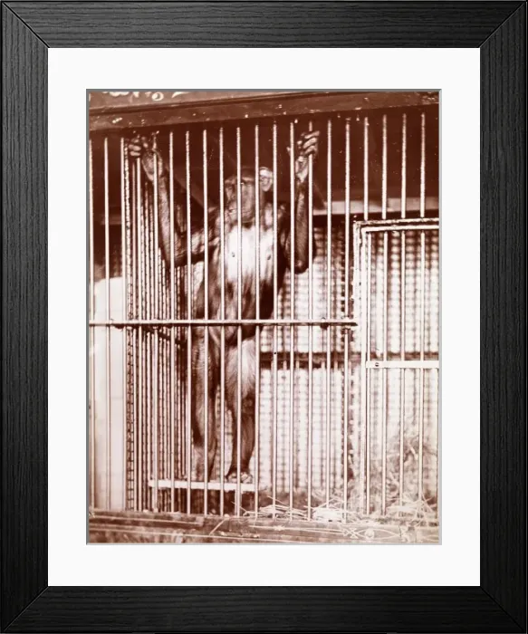 Framed Print : Chimpanzee Framed Print : Chimpanzee
