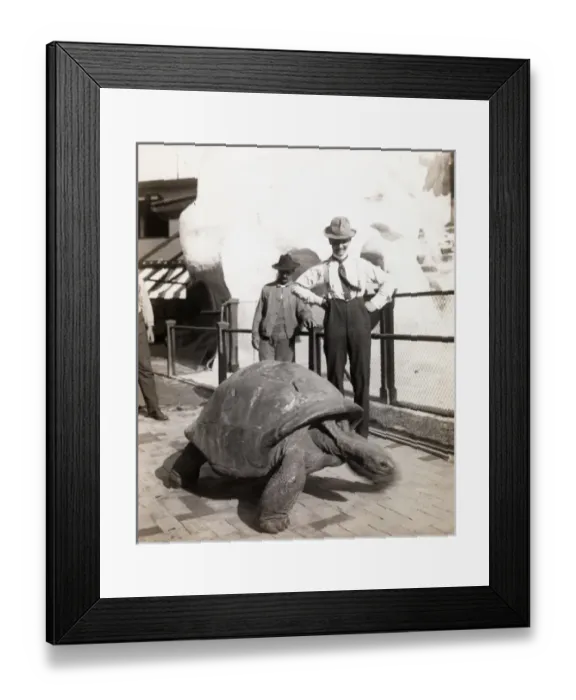 Framed Print : Giant Tortoise Framed Print : Giant Tortoise