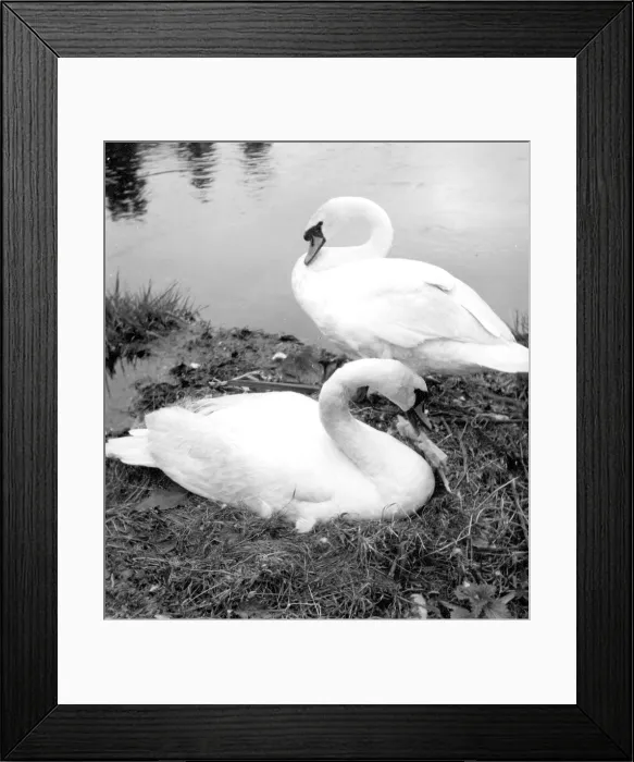 Framed Print : A pair of Swans at their nest Framed Print : A pair of Swans at their nest