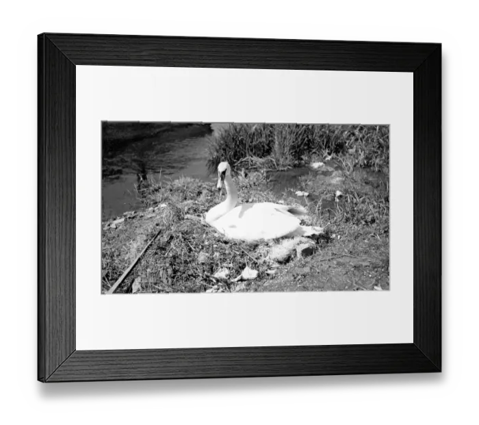 Framed Print : A Swans on its nest Framed Print : A Swans on its nest