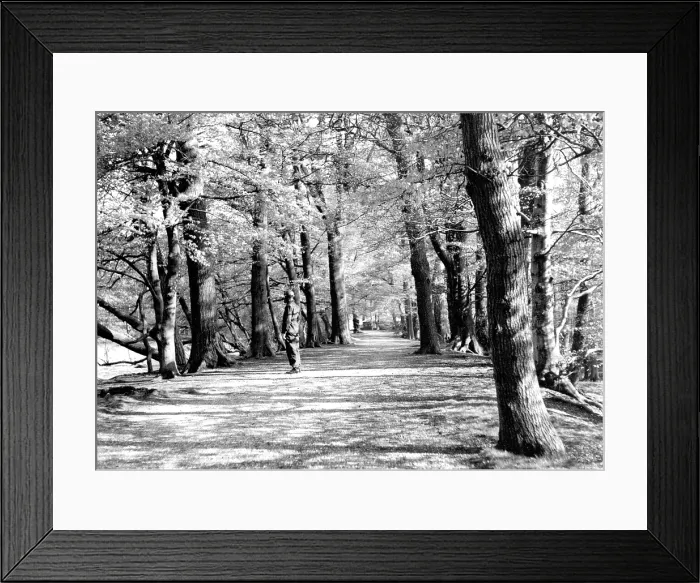 Framed Print : An avenue in the countryside Framed Print : An avenue in the countryside