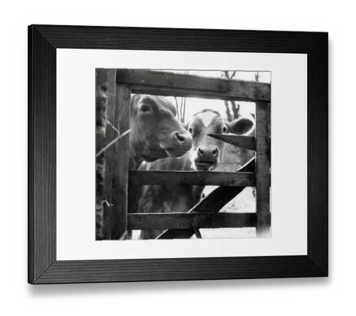 Framed Print : Cows peering through a gap in a gate Framed Print : Cows peering through a gap in a gate