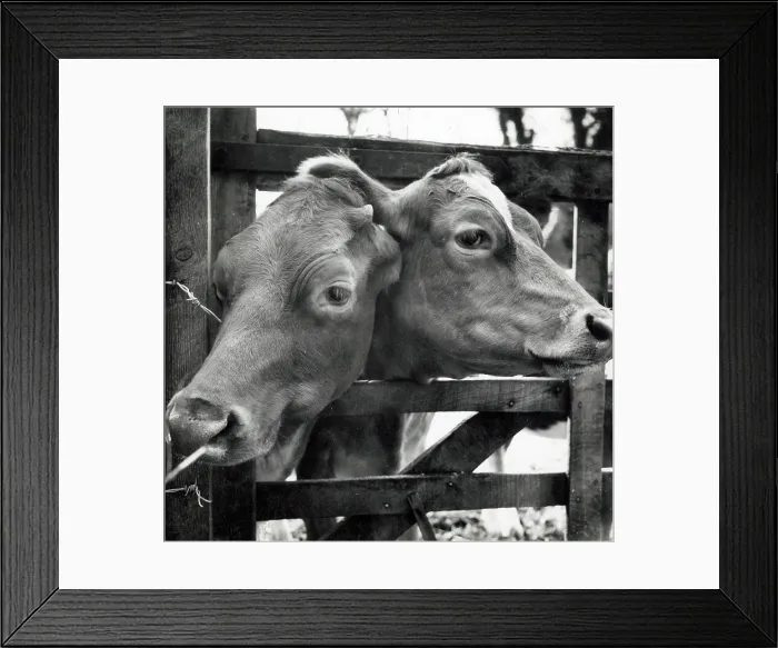 Framed Print : Cows peering through a gap in a gate Framed Print : Cows peering through a gap in a gate